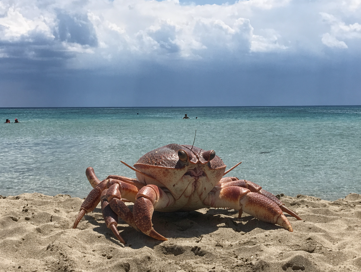 ce un grosso granchio sulla spiaggia